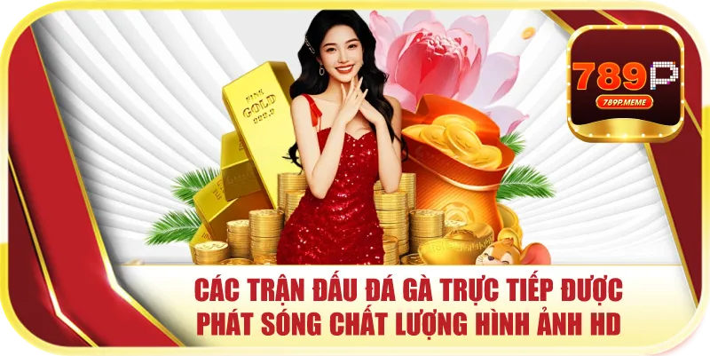 Các trận đấu đá gà trực tiếp được phát sóng chất lượng hình ảnh HD